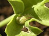 Chenille
