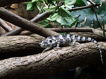 Juv�nile