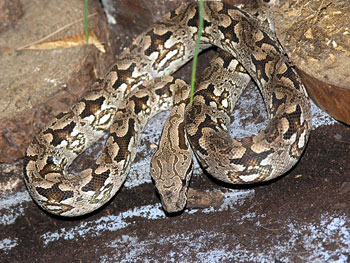 Juv�nile