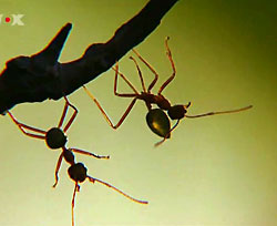 Mpeg 10Mo
