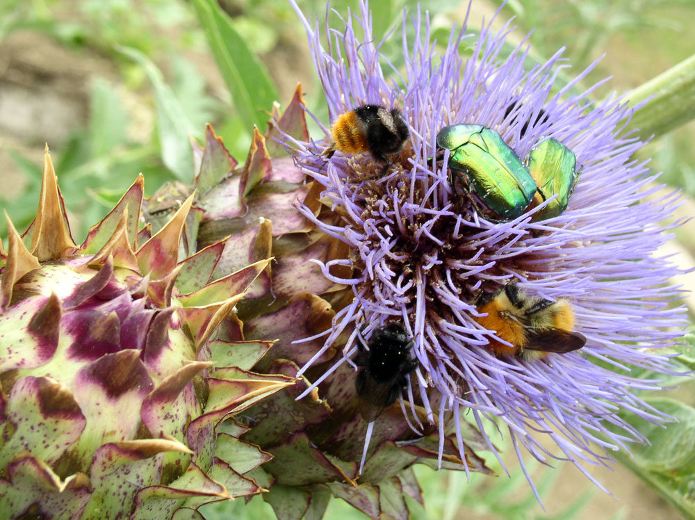 Photo. M'man