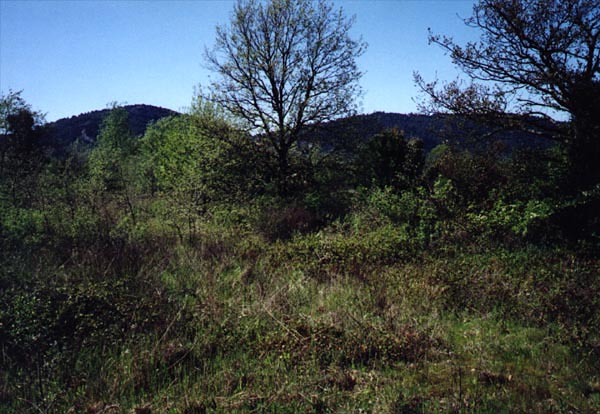 Photo.V.Vuillaume