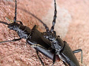 Accouplement