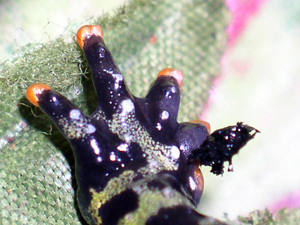 Ant&eacute;rieure