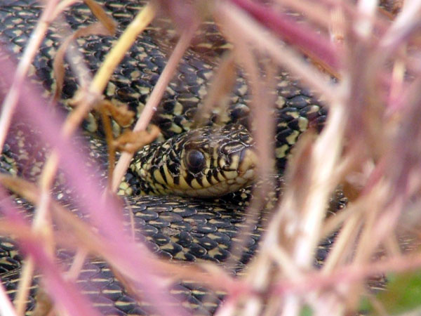 Photo.Pascal.Piacentini