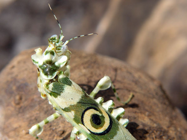 Imago-Femelle-Zoom