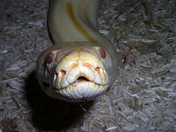 Green albinos-Zoom