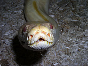 Albinos