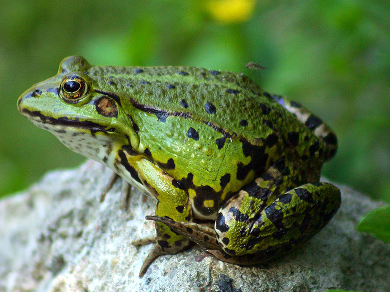 Rana-lessonae.jpg