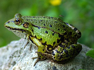 Rana-lessonae.jpg