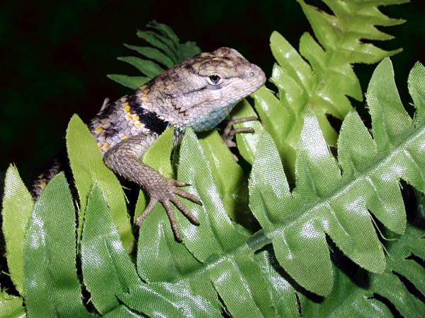 孔雀针蜥; 岩针蜥_新疆岩蜥,孔雀针蜥图片