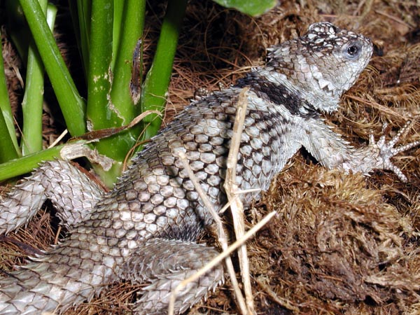 孔雀针蜥; 岩针蜥![贴图]
