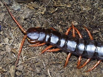 S.subspinipes