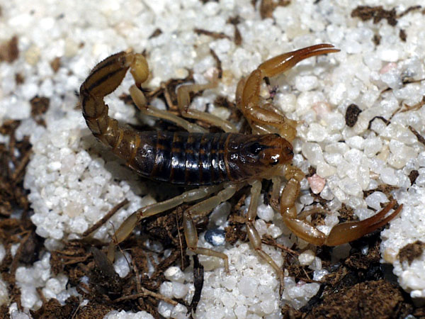 Hadrurus
