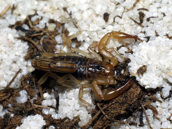 Hadrurus