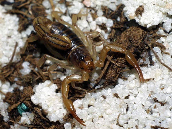 Hadrurus