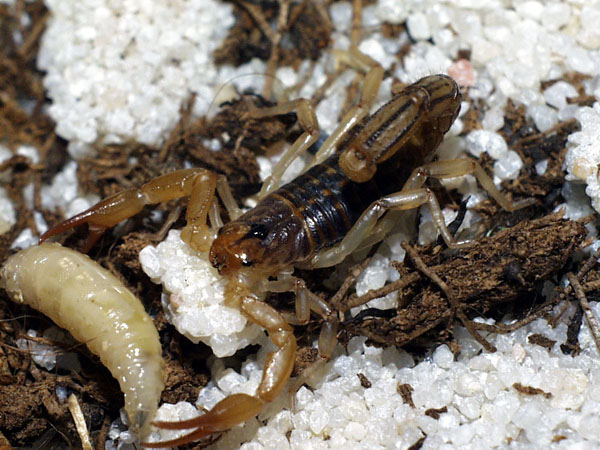 Hadrurus