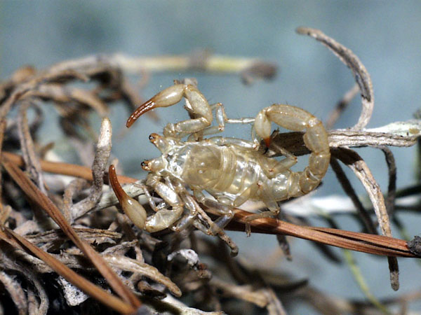 Hadrurus