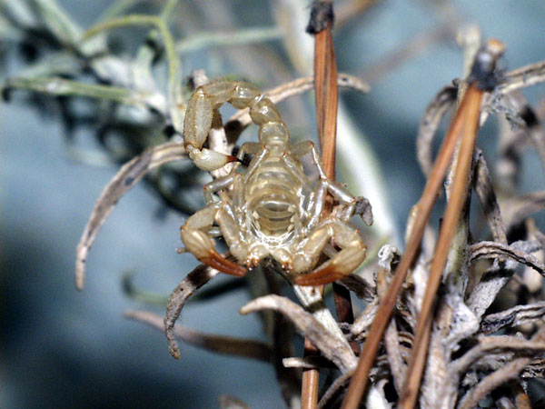 Hadrurus