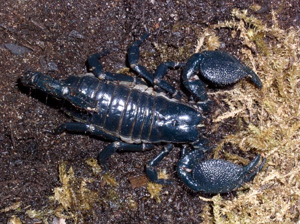 Pandinus