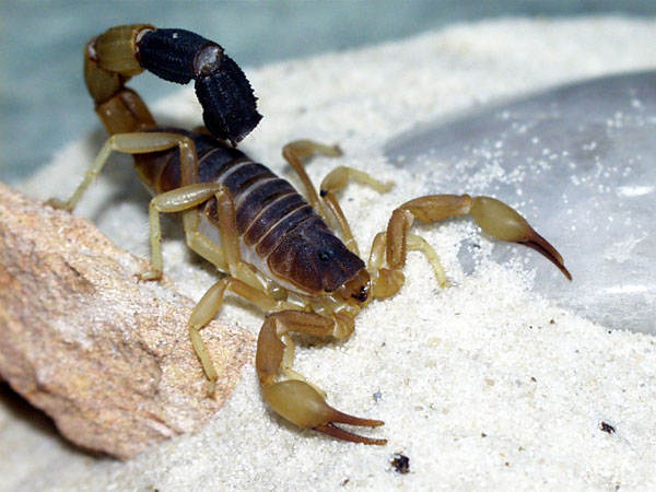 parabuthus
