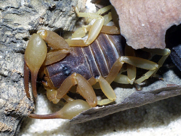 parabuthus