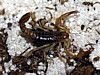Hadrurus