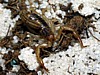 Hadrurus