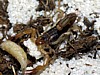 Hadrurus