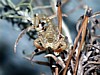Hadrurus