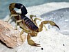 parabuthus