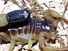 parabuthus