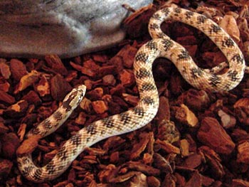 Lytorhynchus diadema