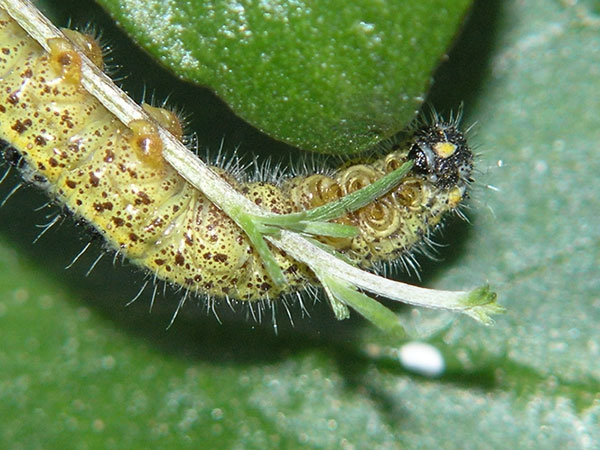 Kaljerri Insect k.jpg